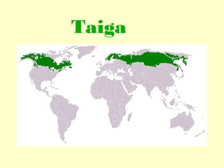 Taiga

 