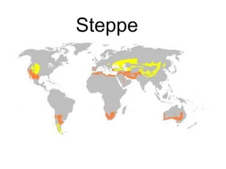 Steppe

 