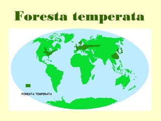 Foresta temperata

 