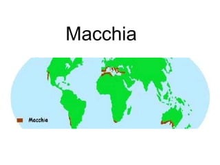 Macchia

 