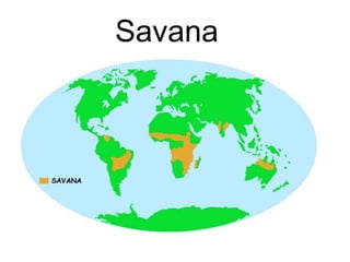 Savana

 