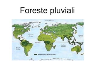 Foreste pluviali

 