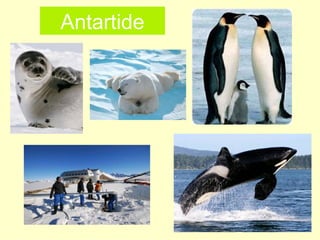 Antartide

 