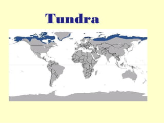 Tundra

 