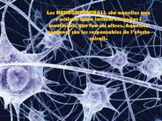 Les NEURONES MIRALL són aquelles que
s’activen quan imitem els gestos i
moviments que fan els altres. Aquestes
neurones són les responsables de l’efecte
mirall.
 