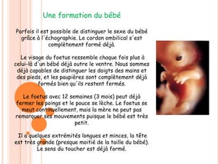Le Foetus Dans La Grossesse De 3 Mois Martacano Y Sofiabardaji