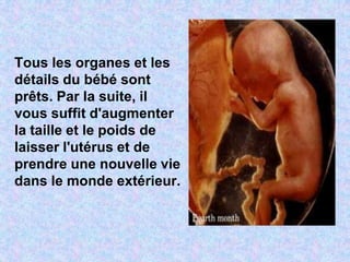 Le Foetus De 4 Mois 1