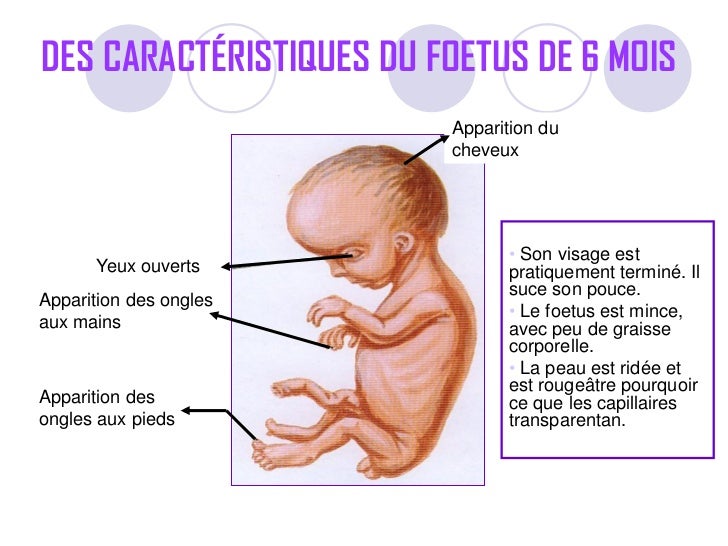 image d'un foetus de 6 mois