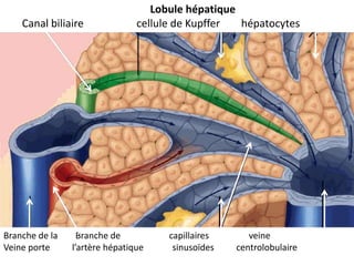 Lobule hépatique
    Canal biliaire              cellule de Kupffer  hépatocytes




Branche de la     Branche de          capillaires      veine
Veine porte     l’artère hépatique     sinusoïdes   centrolobulaire
 