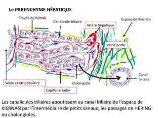Le PARENCHYME HÉPATIQUE
         Travée de Remak                                               Espace de Kiernan
                             Canalicule biliaire
                                                    Artère hépatique




                                                               Veine porte




                                                                                 Canal
                                                                                 biliaire
 Veine centrolobulaire                      cholangiole
                         Capillaire radié


Les canalicules biliaires aboutissent au canal biliaire de l’espace de
KIERNAN par l’intermédiaire de petits canaux, les passages de HERING
ou cholangioles.
 