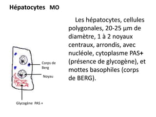 Hépatocytes MO
                            Les hépatocytes, cellules
                          polygonales, 20-25 µm de
                          diamètre, 1 à 2 noyaux
                          centraux, arrondis, avec
                          nucléole, cytoplasme PAS+
               Corps de   (présence de glycogène), et
               Berg
                          mottes basophiles (corps
               Noyau
                          de BERG).


 Glycogène PAS +
 