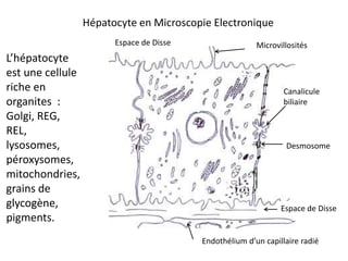 Hépatocyte en Microscopie Electronique
                        Espace de Disse                  Microvillosités
L’hépatocyte
est une cellule
riche en                                                         Canalicule
organites :                                                      biliaire
Golgi, REG,
REL,
lysosomes,                                                       Desmosome
péroxysomes,
mitochondries,
grains de
glycogène,                                                      Espace de Disse
pigments.
                                          Endothélium d’un capillaire radié
 