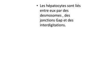 • Les hépatocytes sont liés
  entre eux par des
  desmosomes , des
  jonctions Gap et des
  interdigitations.
 