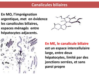 Canalicules biliaires

En MO, l’imprégnation
argentique, met en évidence
les canalicules biliaires,
espaces ménagés entre
hépatocytes adjacents.

                         En ME, le canalicule biliaire
                         est un espace intercellulaire
                         large, entre deux
                         hépatocytes, limité par des
                         jonctions serrées, et sans
                         paroi propre
 