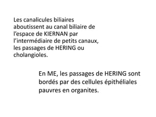 Les canalicules biliaires
aboutissent au canal biliaire de
l’espace de KIERNAN par
l’intermédiaire de petits canaux,
les passages de HERING ou
cholangioles.

         En ME, les passages de HERING sont
         bordés par des cellules épithéliales
         pauvres en organites.
 