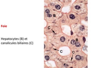 Foie


Hepatocytes (B) et
canalicules biliaires (C)
 