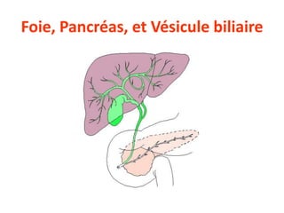 Foie, Pancréas, et Vésicule biliaire
 