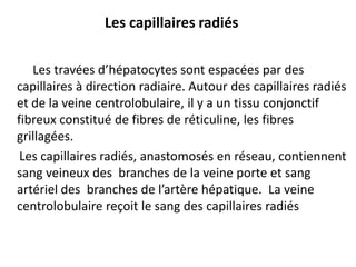 Les capillaires radiés

   Les travées d’hépatocytes sont espacées par des
capillaires à direction radiaire. Autour des capillaires radiés
et de la veine centrolobulaire, il y a un tissu conjonctif
fibreux constitué de fibres de réticuline, les fibres
grillagées.
 Les capillaires radiés, anastomosés en réseau, contiennent
sang veineux des branches de la veine porte et sang
artériel des branches de l’artère hépatique. La veine
centrolobulaire reçoit le sang des capillaires radiés
 