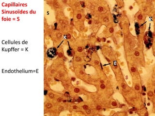 Capillaires
Sinusoïdes du   S
foie = S                    K


                    K
Cellules de
Kupffer = K

                        E
Endothelium=E
 
