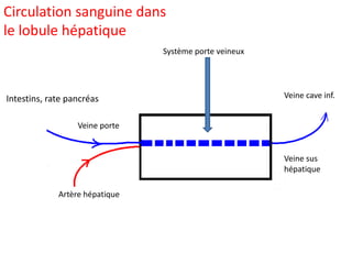 Circulation sanguine dans
le lobule hépatique
                                Système porte veineux




Intestins, rate pancréas                                Veine cave inf.


                  Veine porte


                                                        Veine sus
                                                        hépatique

             Artère hépatique
 