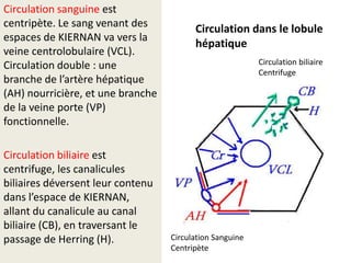 Circulation sanguine est
centripète. Le sang venant des           Circulation dans le lobule
espaces de KIERNAN va vers la
                                         hépatique
veine centrolobulaire (VCL).
Circulation double : une                                  Circulation biliaire
                                                          Centrifuge
branche de l’artère hépatique
(AH) nourricière, et une branche
de la veine porte (VP)
fonctionnelle.

Circulation biliaire est
centrifuge, les canalicules
biliaires déversent leur contenu
dans l’espace de KIERNAN,
allant du canalicule au canal
biliaire (CB), en traversant le
passage de Herring (H).            Circulation Sanguine
                                   Centripète
 