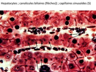 Hepatocytes ; canalicules biliaires (flèches)) ; capillaires sinusoïdes (S)
 