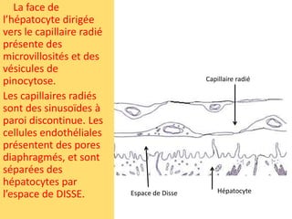 La face de
l’hépatocyte dirigée
vers le capillaire radié
présente des
microvillosités et des
vésicules de
pinocytose.                                  Capillaire radié

Les capillaires radiés
sont des sinusoïdes à
paroi discontinue. Les
cellules endothéliales
présentent des pores
diaphragmés, et sont
séparées des
hépatocytes par
                                                 Hépatocyte
l’espace de DISSE.         Espace de Disse
 