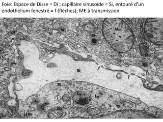 Foie: Espace de Disse = Di ; capillaire sinusoïde = Si, entouré d’un
endothelium fenestré = f (flèches); ME à transmission
 