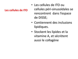 • Les cellules de ITO ou
Les cellules de ITO     cellules péri-sinusoïdales se
                        rencontrent dans l’espace
                        de DISSE;
                      • Contiennent des inclusions
                        lipidiques.
                      • Stockent les lipides et la
                        vitamine A, et sécrètent
                        aussi le collagène
 