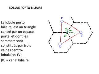 LOBULE PORTO BILIAIRE



Le lobule porto
biliaire, est un triangle
centré par un espace
porte et dont les
sommets sont
constitués par trois
veines centro-
lobulaires (V).
(B) = canal biliaire.
 