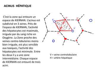 ACINUS HÉPATIQUE


 C’est la zone qui entoure un
espace de KIERNAN. L’acinus est
subdivisé en 3 zones. Près de
l’espace de KIERNAN, l’activité
des hépatocytes est maximale,
irriguée par du sang riche en
Oxygène. La Zone proche des
veines centro-lobulaires moins
bien irriguée, est plus sensible
aux toxiques, l’activité des
hépatocytes est minimale. Entre
les deux il y a une zone           V = veine centrolobulaire
intermédiaire. Chaque espace       H = artère hépatique
de KIERNAN est entouré de trois
acini.
 