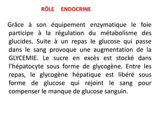 RÔLE   ENDOCRINE

Grâce à son équipement enzymatique le foie
participe à la régulation du métabolisme des
glucides. Suite à un repas le glucose qui passe
dans le sang provoque une augmentation de la
GLYCEMIE. Le sucre en excès est stocké dans
l’hépatocyte sous forme de glycogène. Entre les
repas, le glycogène hépatique est libéré sous
forme de glucose qui rejoint le sang pour
compenser le manque de glucose sanguin.
 