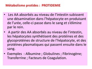 Métabolisme protides : PROTIDEMIE

• Les AA absorbés au niveau de l’intestin subissent
  une désamination dans l’hépatocyte en produisant
  de l’urée, celle-ci passe dans le sang et s’élimine
  par le rein.
• A partir des AA absorbés au niveau de l’intestin,
  les hépatocytes synthétisent des protéines et des
  glycoprotéines de structure de l’hépatocyte, et des
  protéines plasmatiques qui passent ensuite dans le
  sang.
• Exemples : Albumine ; Globulines ; Fibrinogène;
  Transferrine ; Facteurs de Coagulation.
 