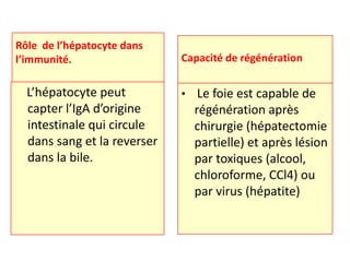Rôle de l’hépatocyte dans
l’immunité.                  Capacité de régénération

  L’hépatocyte peut          • Le foie est capable de
  capter l’IgA d’origine       régénération après
  intestinale qui circule      chirurgie (hépatectomie
  dans sang et la reverser     partielle) et après lésion
  dans la bile.                par toxiques (alcool,
                               chloroforme, CCl4) ou
                               par virus (hépatite)
 