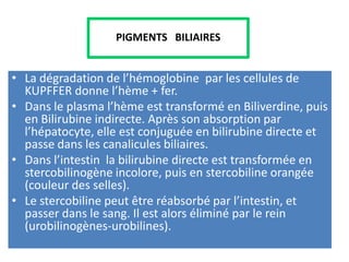 PIGMENTS BILIAIRES


• La dégradation de l’hémoglobine par les cellules de
  KUPFFER donne l’hème + fer.
• Dans le plasma l’hème est transformé en Biliverdine, puis
  en Bilirubine indirecte. Après son absorption par
  l’hépatocyte, elle est conjuguée en bilirubine directe et
  passe dans les canalicules biliaires.
• Dans l’intestin la bilirubine directe est transformée en
  stercobilinogène incolore, puis en stercobiline orangée
  (couleur des selles).
• Le stercobiline peut être réabsorbé par l’intestin, et
  passer dans le sang. Il est alors éliminé par le rein
  (urobilinogènes-urobilines).
 
