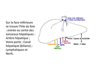 Sur la face inférieure
se trouve l’hile du foie
: entrée ou sortie des
vaisseaux hépatiques :
Artère hépatique ;
Veine porte ; Canal
hépatique (biliaire) ;
Lymphatiques et
Nerfs.
 
