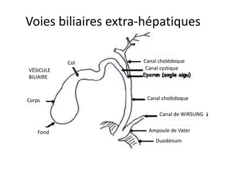 Voies biliaires extra-hépatiques

           Col       Canal cholédoque
VÉSICULE              Canal cystique
BILIAIRE



Corps                 Canal cholédoque

                           Canal de WIRSUNG


    Fond               Ampoule de Vater
                         Duodénum
 