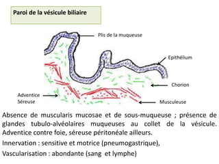 Paroi de la vésicule biliaire


                                   Plis de la muqueuse



                                                            Epithélium




                                                             Chorion
    Adventice
    Séreuse                                              Musculeuse

Absence de muscularis mucosae et de sous-muqueuse ; présence de
glandes tubulo-alvéolaires muqueuses au collet de la vésicule.
Adventice contre foie, séreuse péritonéale ailleurs.
Innervation : sensitive et motrice (pneumogastrique),
Vascularisation : abondante (sang et lymphe)
 