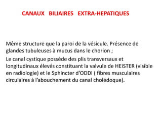 CANAUX BILIAIRES EXTRA-HEPATIQUES



Même structure que la paroi de la vésicule. Présence de
glandes tubuleuses à mucus dans le chorion ;
Le canal cystique possède des plis transversaux et
longitudinaux élevés constituant la valvule de HEISTER (visible
en radiologie) et le Sphincter d’ODDI ( fibres musculaires
circulaires à l’abouchement du canal cholédoque).
 
