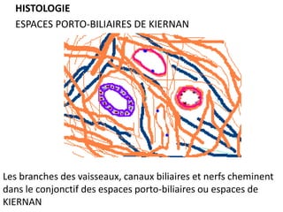 HISTOLOGIE
  ESPACES PORTO-BILIAIRES DE KIERNAN




Les branches des vaisseaux, canaux biliaires et nerfs cheminent
dans le conjonctif des espaces porto-biliaires ou espaces de
KIERNAN
 