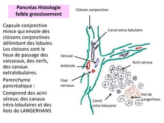 Pancréas Histologie             Cloison conjonctive
     faible grossissement

Capsule conjonctive
mince qui envoie des                                    Canal extra-lobulaire
cloisons conjonctives
délimitant des lobules.
Les cloisons sont le
lieux de passage des      Veinule
vaisseaux, des nerfs,                                                 Acini séreux
des canaux                Artériole
extralobulaires.
Parenchyme                Filet
pancréatique :            nerveux
Comprend des acini                                                          Ilot de
séreux; des canaux                             Canal                        Langerhans
intra-lobulaires et des                        intra-lobulaire
Ilots de LANGERHANS
 