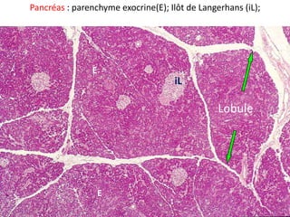 Pancréas : parenchyme exocrine(E); Ilôt de Langerhans (iL);




                E
                                     iL

                                                Lobule




                    E
 