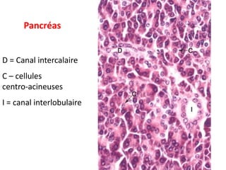 Pancréas


D = Canal intercalaire
C – cellules
centro-acineuses
I = canal interlobulaire
 