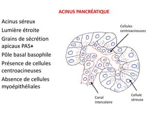 ACINUS PANCRÉATIQUE
Acinus séreux
                                                   Cellules
Lumière étroite                                    centroacineuses

Grains de sécrétion
apicaux PAS+
Pôle basal basophile
Présence de cellules
centroacineuses
Absence de cellules
myoépithéliales
                                                         Cellule
                                    Canal
                                                         séreuse
                                    intercalaire
 