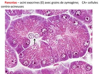 Pancréas – acini exocrines (E) avec grains de zymogène; CA= cellules
centro-acineuses




                                            E



                                                E
                      CA
 