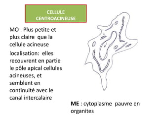 CELLULE
           CENTROACINEUSE

MO : Plus petite et
plus claire que la
cellule acineuse
localisation: elles
recouvrent en partie
le pôle apical cellules
acineuses, et
semblent en
continuité avec le
canal intercalaire
                          ME : cytoplasme pauvre en
                          organites
 