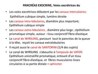 PANCRÉAS EXOCRINE, Voies excrétrices du
• Les voies excrétrices débutent par les canaux intercalaires:
   Epithélium cubique simple, lumière étroite
• Les canaux intra-lobulaires, diamètre plus important;
  Epithélium cubique simple
• Les canaux extra-lobulaires , diamètre plus large ; épithélium
  prismatique simple, autour : tissu conjonctif fibro-élastique
• Le canal de WIRSUNG, parcourt tout le pancréas de la queue
  à la tête, reçoit les canaux extralobulaires
• Il reçoit aussi le canal de SANTORINI (1/4 des sujets)
• Le canal de WIRSUNG s’abouche à l’ampoule de VATER:
  Epithélium unistratifié prismatique; entouré d’un tissu
  conjonctif fibro-élastique, et fibres musculaires lisses
  circulaires à sa partie distale = sphincter
 