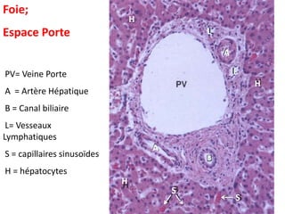 Foie;
                                 H
Espace Porte                                 L

                                                 A

PV= Veine Porte                                      L
                                                         H
A = Artère Hépatique
B = Canal biliaire
 L= Vesseaux
Lymphatiques
                                     A
S = capillaires sinusoïdes                   B
H = hépatocytes
                             H
                                         S
                                                     S
 