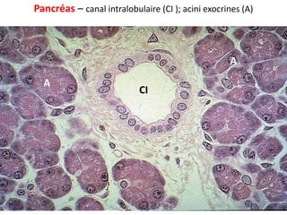 Pancréas – canal intralobulaire (CI ); acini exocrines (A)



                                                   A
  A
                           CI
 