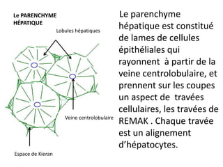 Le PARENCHYME                                 Le parenchyme
HÉPATIQUE
                   Lobules hépatiques
                                              hépatique est constitué
                                              de lames de cellules
                                              épithéliales qui
                                              rayonnent à partir de la
                                              veine centrolobulaire, et
                                              prennent sur les coupes
                                              un aspect de travées
                                              cellulaires, les travées de
                      Veine centrolobulaire
                                              REMAK . Chaque travée
                                              est un alignement
                                              d’hépatocytes.
Espace de Kieran
 